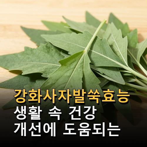 강화사자발쑥효능