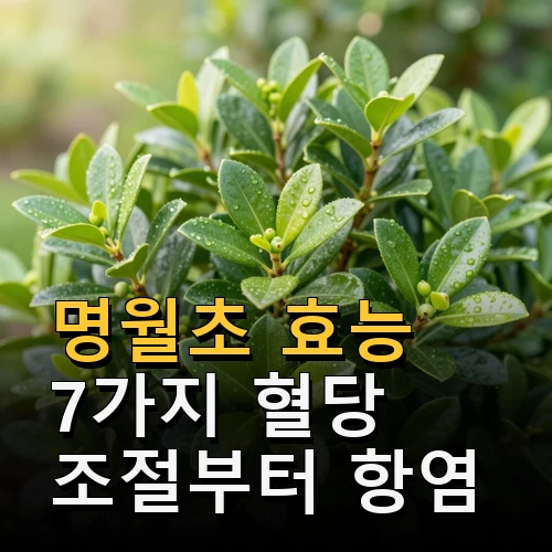 명월초 효능